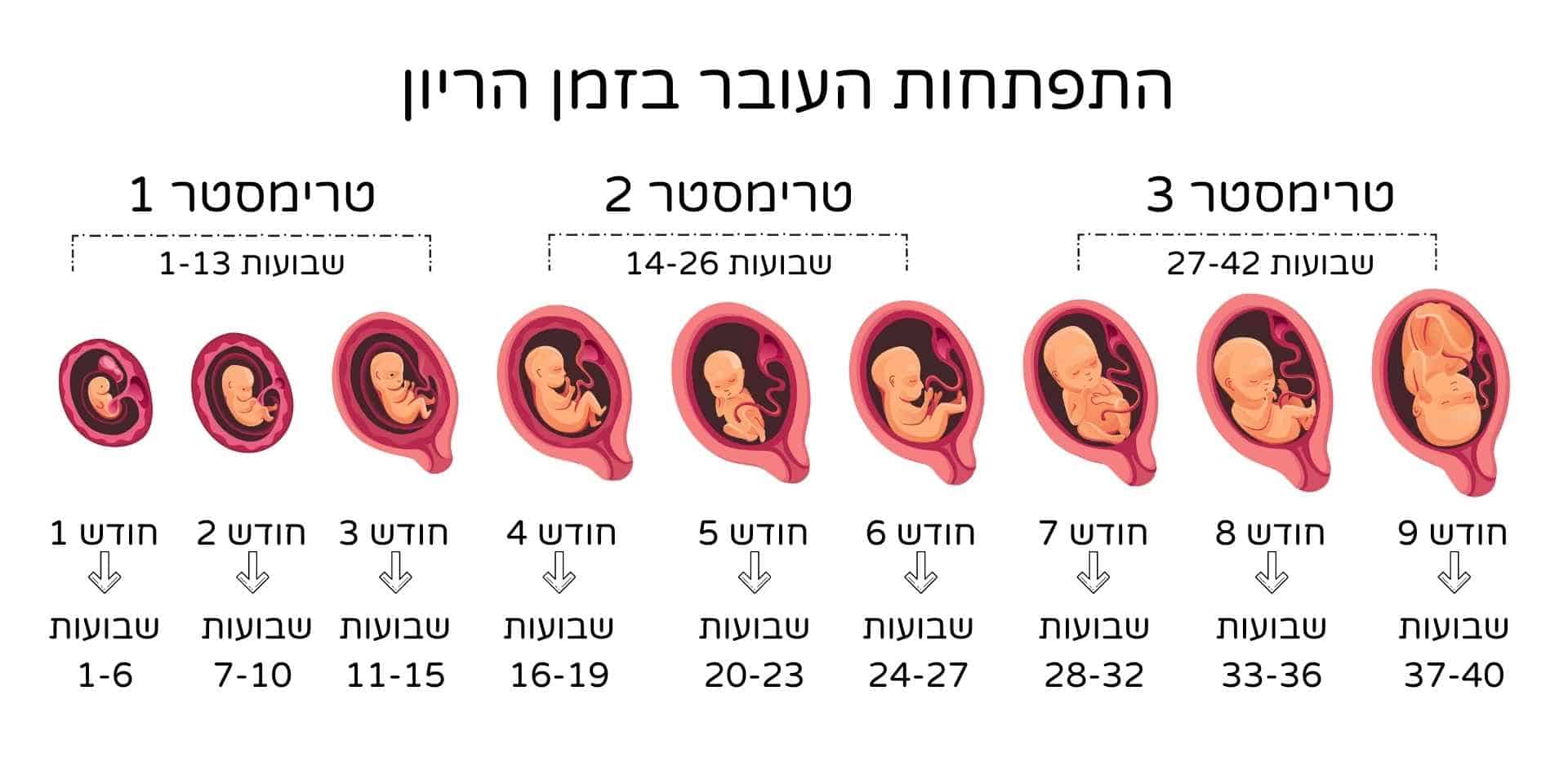 שבועות הריון התפתחות העובר