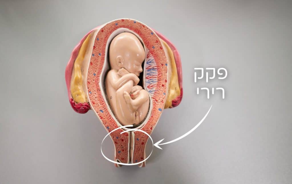 פקק רירי