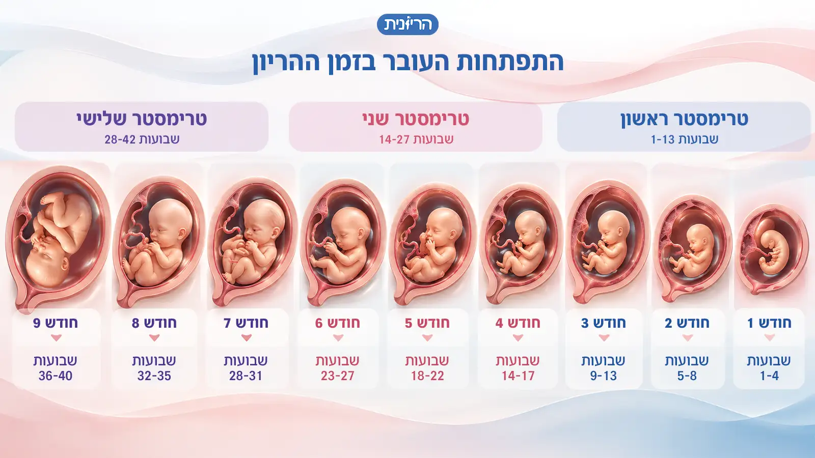התפתחות העובר בזמן ההריון בכל שלב ושלב