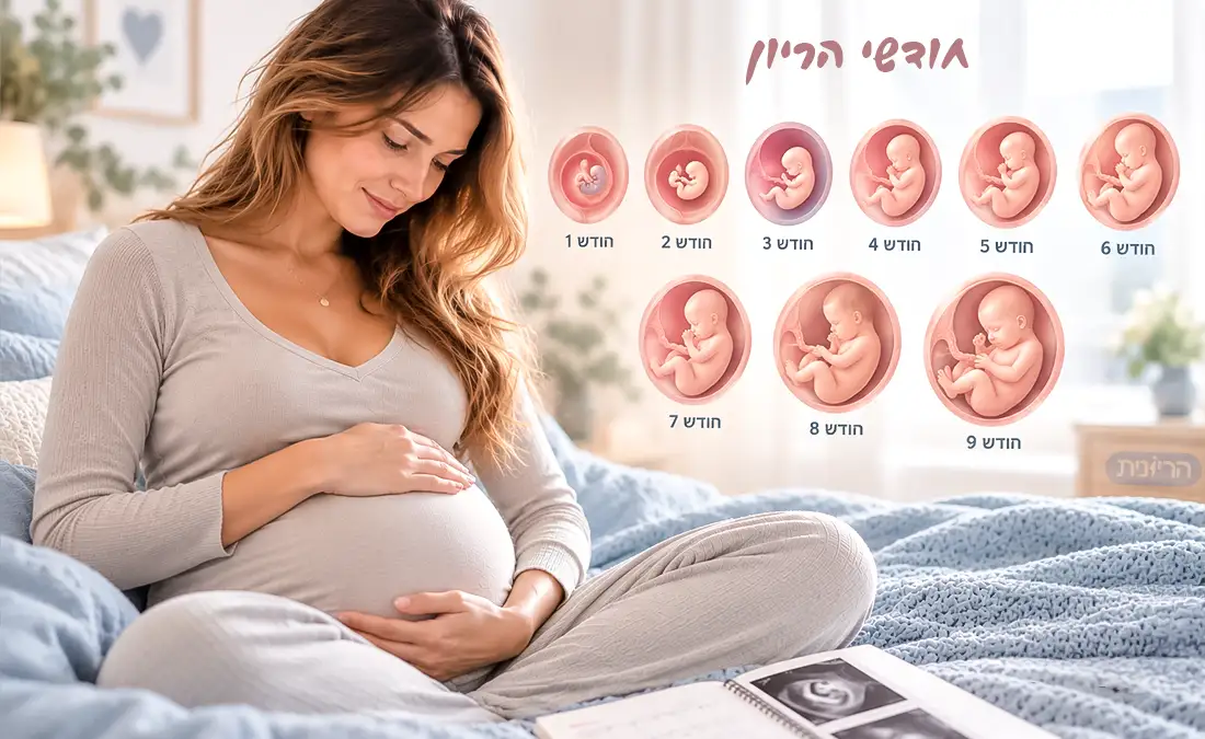 אישה בהריון יושבת על המיטה ומחזיקה את הבטן, לצד איור של התפתחות העובר בכל חודשי ההריון, מחודש ראשון ועד חודש תשיעי