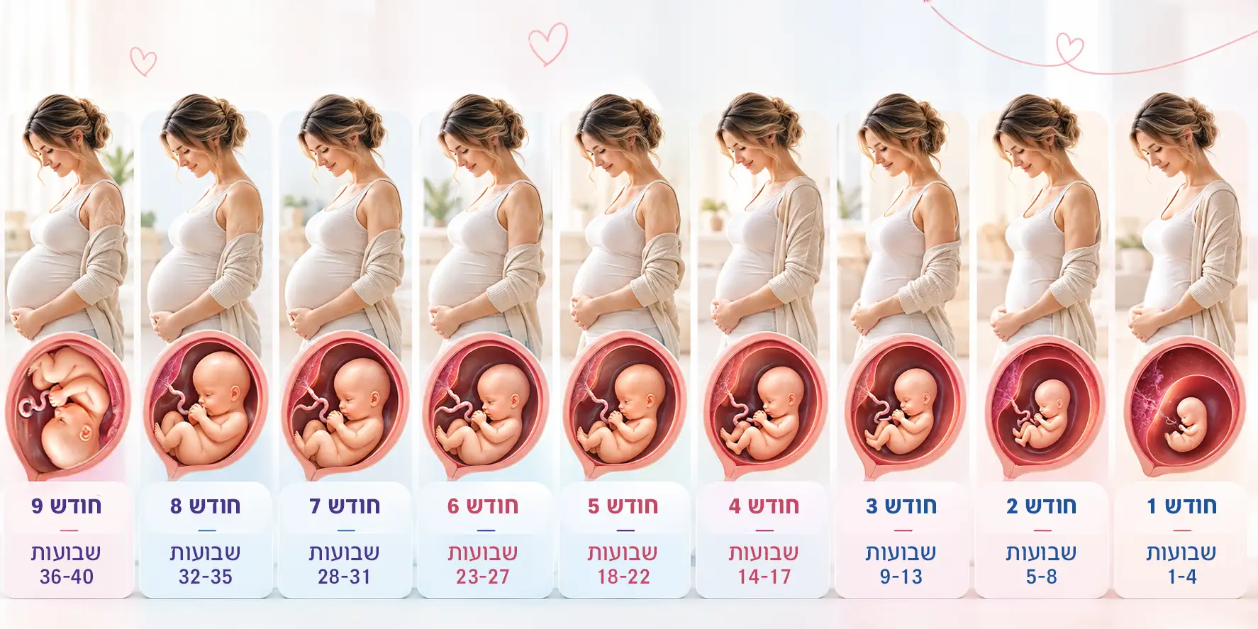 שבוע הריון מול חודשי הריון
