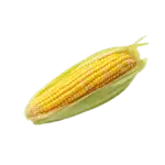 בשבוע 23 התינוק בגודל של תירס