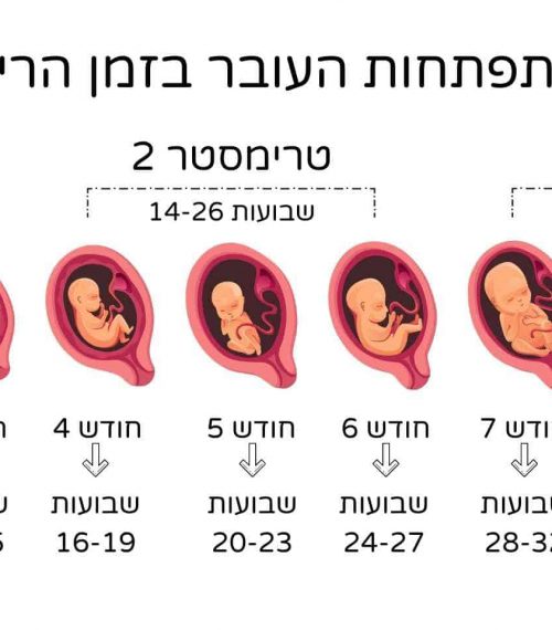 שבועות הריון התפתחות העובר